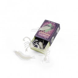 Insectes Phosphorecents Les Petites Merveilles