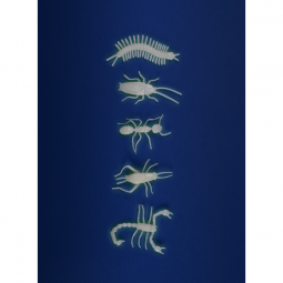 Insectes Phosphorecents Les Petites Merveilles