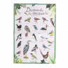 Coffret Découvert Oiseaux Jardin du Moulin